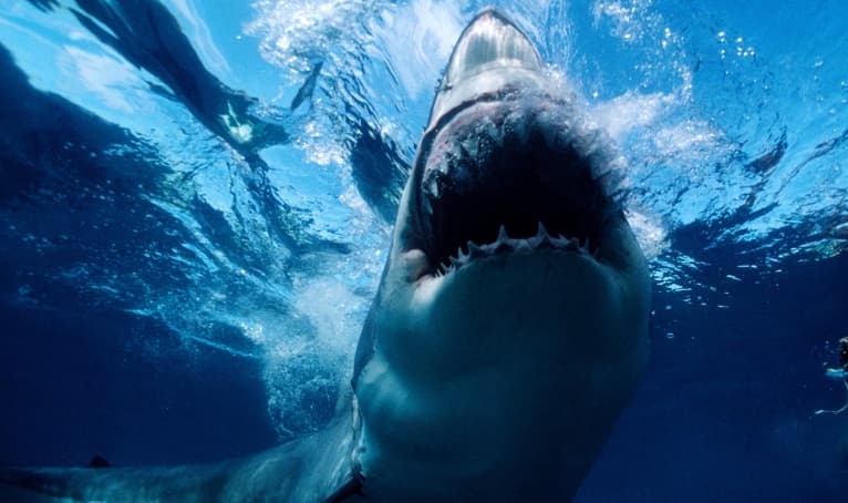 Shark