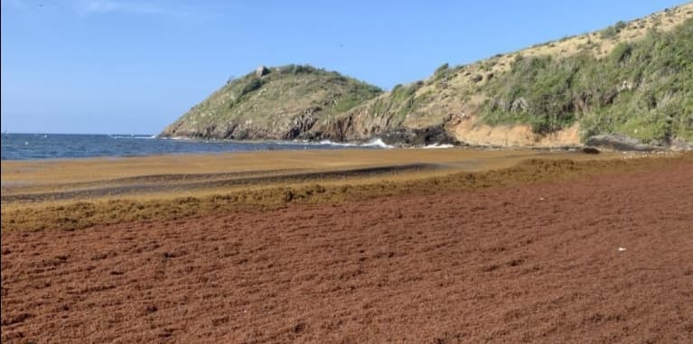 sargassum seaweed